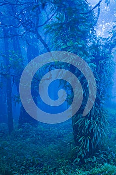 Mystic ancient trees in blue misty forest, lush tropical plants in the trunk and branches of old trees
