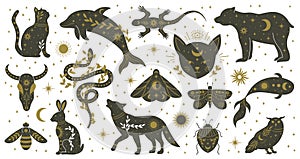 Mystic boho witchcraft hand drawn animals and moths insects. Witchcraft magical dolphin, bear, lizard, snake and moth
