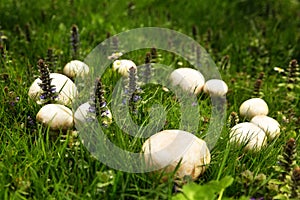 Mystic circle in a meadow