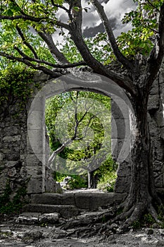 Mystic Door Of Decayed Building Overgrown By A Gnarly Tree