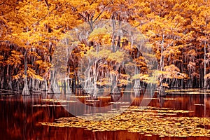 Mystic fairytale landscape at the Caddo Lake