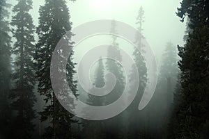 Mystic Fog photo