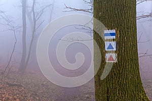 Mystic foggy day in the oak forest