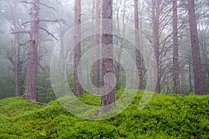 Mystic foggy pine tree forest