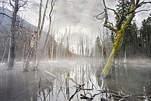 Mystic foggy swamp with dead trees