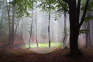 Mystic forest during a foggy day