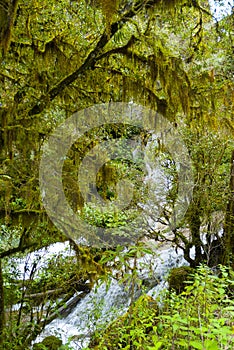 Mystic forest lagoon Magdalena in Huehuetenango, Guatemala