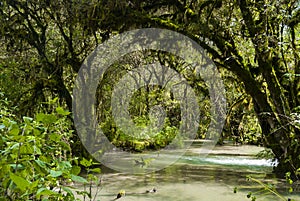 Mystic forest lagoon Magdalena in Huehuetenango, Guatemala