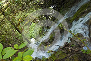 Mystic forest lagoon Magdalena in Huehuetenango, Guatemala