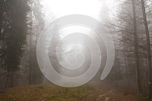 Fog over a mountain path in a forest