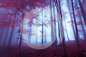 Mystic forest with red leaves and bluish atmosphere
