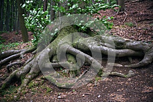 Mystic giant tree roots in the deep green forest