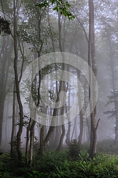 Mystic green Caucasus mountain forest in summer evening fog. Scenic vertical twilight foggy deciduous trees landscape