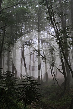 Mystic green Caucasus mountain forest in summer evening fog. Scenic vertical twilight foggy deciduous trees landscape