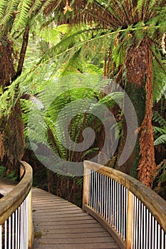 Mystic jungle trail along the Great Ocean Road, Australia photo