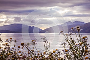 Mystic landscape lake scenery in Scotland: Cloudy sky, flowers and lake with sunbeams, mountain range in the background. Loch