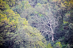 Mystic light tree trunk