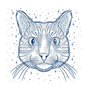 Mystic magic cat. Portrait face head hand drawn vintage style.Line art ink painting.Graphic design tatoo