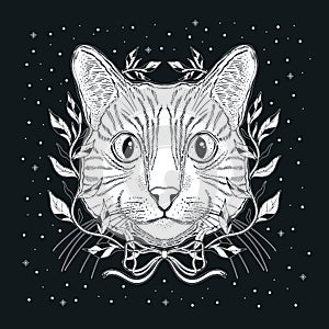 Mystic magic cat. Portrait face head hand drawn vintage style.Line art ink painting.Graphic design tatoo