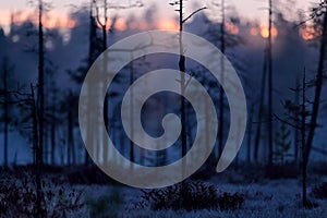 Mystic morning in taiga nature, Finland, Europe. Twilight sunrise in the swamp march forest