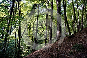 Mystic Odenwald forest on golden octobre day photo