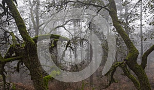 Mystic Old Trees in a winter foggy morning, Geres National Park.