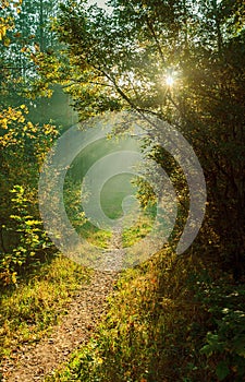 Mystic path in the forest