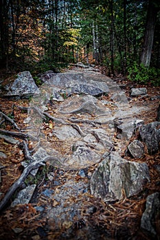 Mystic path in the forest