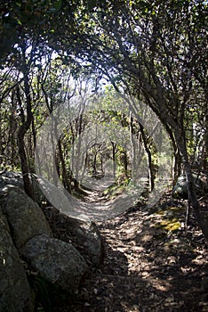 A mystic path on top of Mount Clarence in Albany photo
