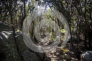 A mystic path on top of Mount Clarence in Albany photo