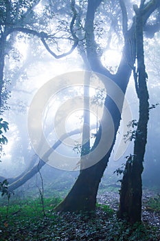 Mystic primeval forest in blue misty