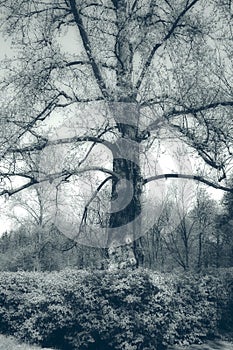 Mystic tree
