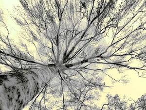 Mystic tree photo