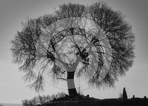 Mystic tree black and white - Cordoba