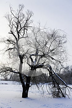 Mystic tree on a frozen lake