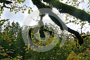 Mystic tree. Hiking through SÃ¤gertal in Bavaria