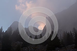 Mystic tree silhouette in a foggy evening in mountains