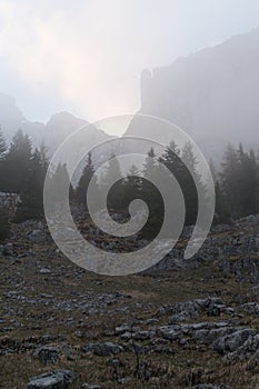 Mystic tree silhouette in a foggy evening in mountains