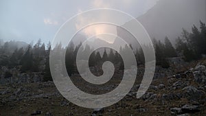 Mystic tree silhouette in a foggy evening in mountains