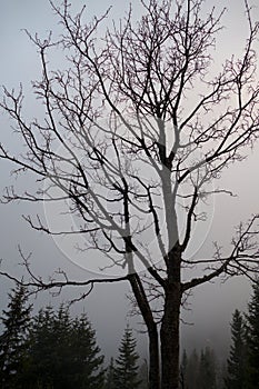 Mystic tree silhouette in a foggy evening in mountains