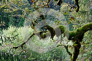 mystic tree in a valey near Ettal