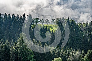Mystic trees in black forest, germany