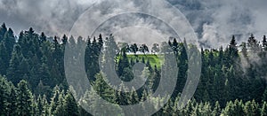 Mystic trees in black forest, germany