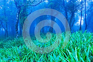 Mystic tropical rainforest in blue misty