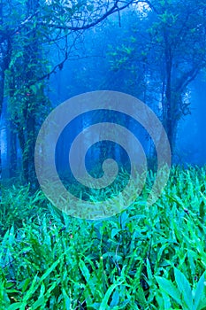 Mystic tropical rainforest in blue misty