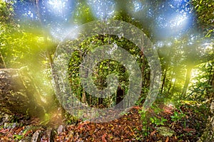 Mystic View of Green Rainforest, Queensland, Australia