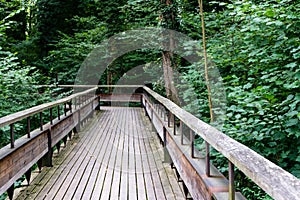 Mystic wood path in forest
