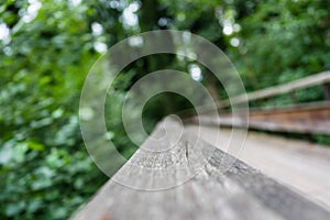 Mystic wood path in forest