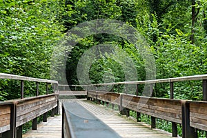 Mystic wood path in forest
