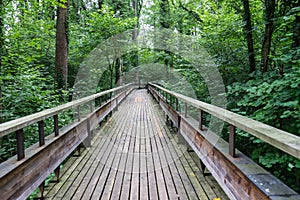 Mystic wood path in forest